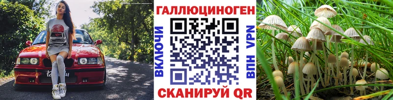 как найти наркотики  Вичуга  Галлюциногенные грибы Psilocybine cubensis 